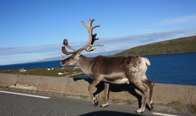 Go North ! - Finlandia, Nordkapp, Lofoty, Szwecja