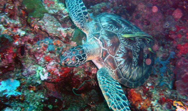 Indonezja: Nurkowania w Marine Park Bunaken