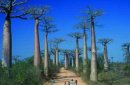 Madagaskar - wyprawa do krainy baobabów zdjęcie #11