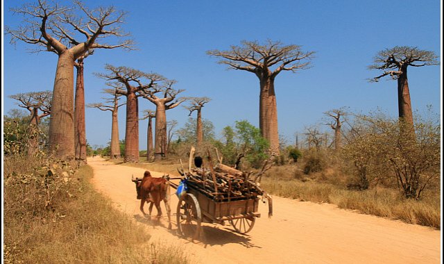 Madagaskar - wyprawa do krainy baobabów