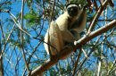 Madagaskar - Czerwona Wyspa zdjęcie #6