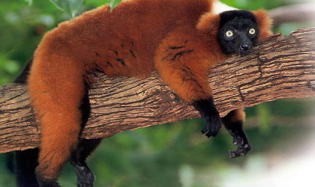 Madagaskar - Czerwona Wyspa