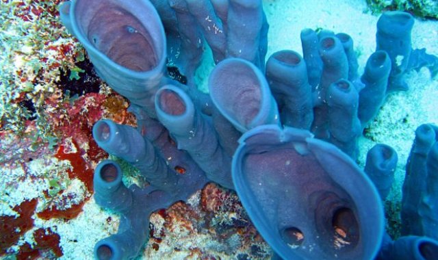 Tanzania:Afrykańska Sawanna i Podwodny Świat Zanzibaru