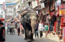 Indie i Nepal - Z widokiem na Himalaje zdjęcie #4