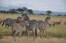 Tanzania: Safari w Mikumi i Zanzibar zdjęcie #4