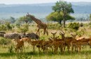 Tanzania: Safari w Mikumi i Zanzibar zdjęcie #6
