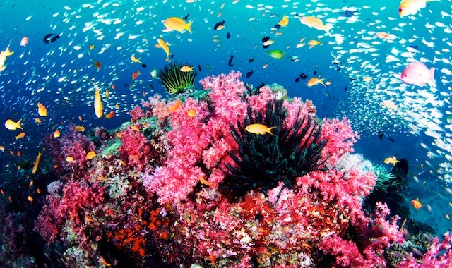Tajlandia: Phuket, Similan Islands